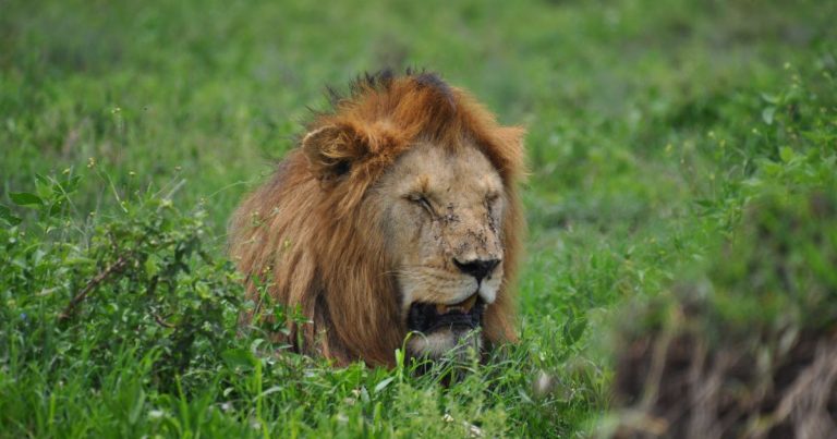 7-Day Safari Tour of the Serengeti, Tanzania's Great Migration Range, and the World's Most Perfect Crater, Ngorongoro