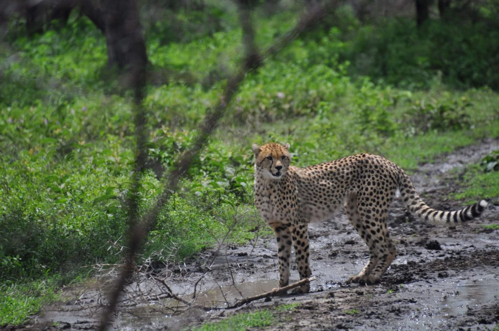 [Special Offer Kenya] Maasai Mara Safari + Naivasha Lake Tour 5-Day Special Offer (Tour)
