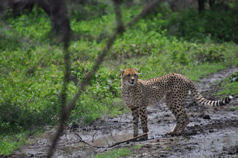 [Special Offer Kenya] Maasai Mara Safari + Naivasha Lake Tour 5-Day Special Offer (Tour)