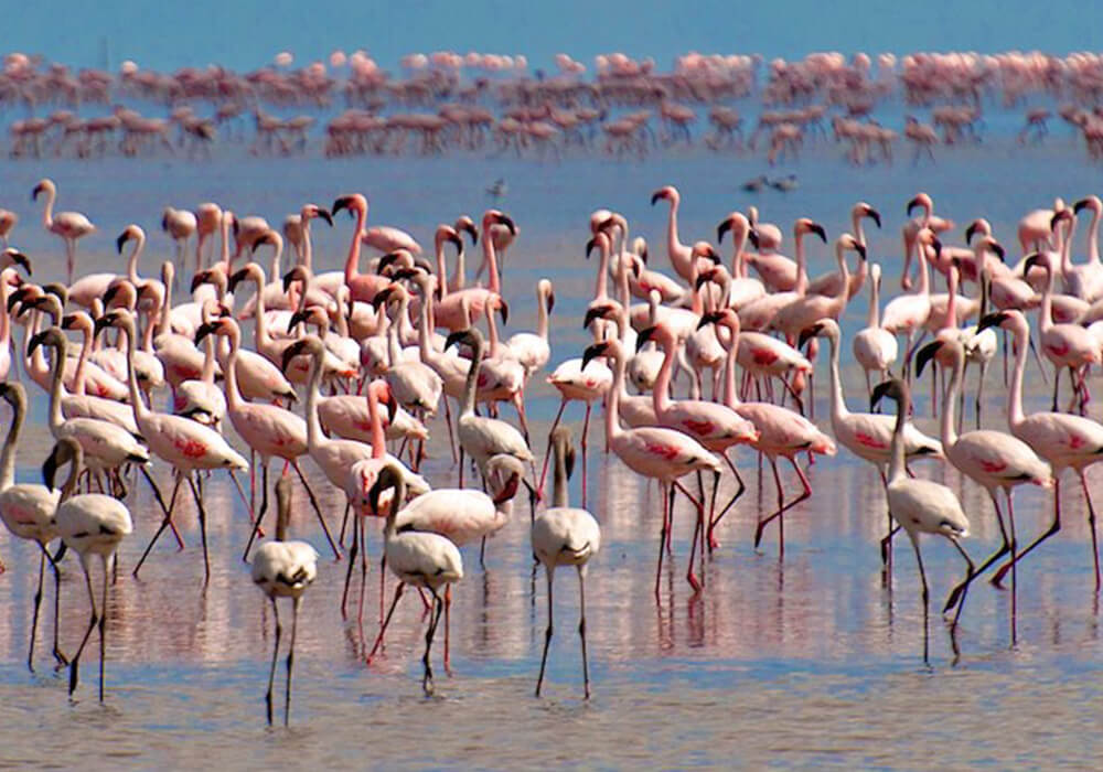 大美坦桑尼亚之Flamingo 跨越死亡之湖“纳特龙湖” 见证角马回迁坦桑尼亚